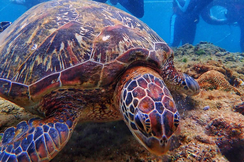 Gili Trawangan Snorkeling en groupe/en public 3 Gili&#039;s Island