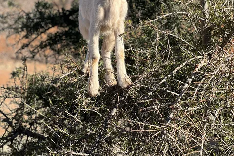 Marrakechből Essaouira-ba egynapos kirándulás