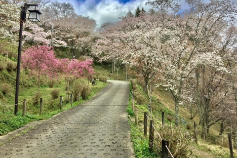 Yoshino : Visite guidée privée et randonnée guidée dans une montagne japonaiseYoshino : Visite d'une jounée privée dans une montagne japonaise