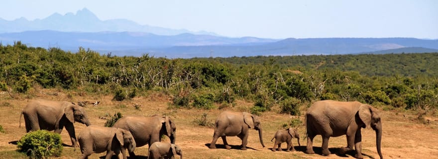 Aventure 3 en 1 : SAFARI ADDO - VISITE DE LA VILLE ET KRAGGA KAMMA