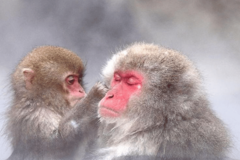 From Tokyo: Nagano Private Day Trip with Zenko-ji Temple