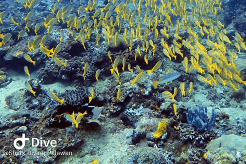 Puerto Princesa: Discover Scuba Diving Package Puerto Princesa day trip: 3 dives for certified divers