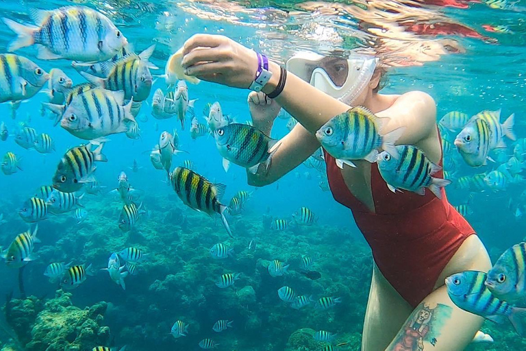 Snorkeling in Montego Bay with Transportation From Montego Bay