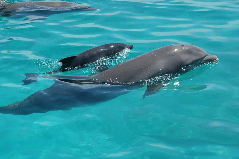 Zanzibar: Pungume Island Dolphin and Snorkeling TourZanzibar: Delfin- och snorklingstur till Pungume Island
