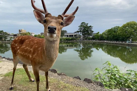 جولة ليوم واحد في نارا وأوجي - التركيز على ثقافة الراحة في كيوتوجولة ليوم واحد في نارا وأوجي - راحة ف