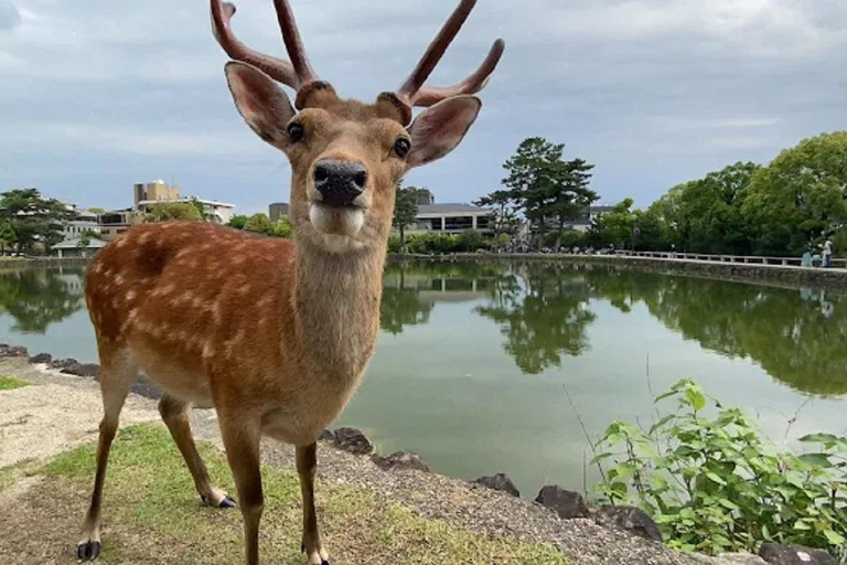 جولة ليوم واحد في نارا وأوجي - التركيز على ثقافة الراحة في كيوتوجولة ليوم واحد في نارا وأوجي - راحة ف