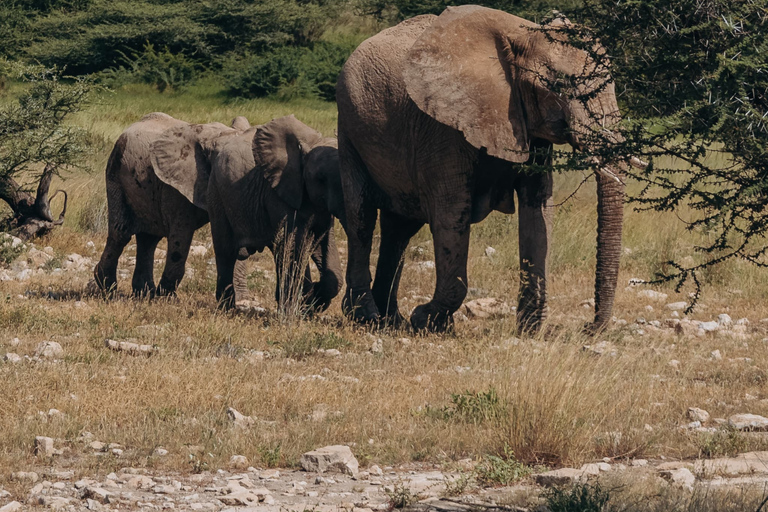 Samburu National Reserves: Optional Village Tour & Swimming