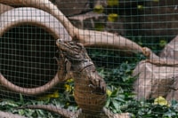 Agüimes, Cocodrilo Park Zoo Entry Ticket - Housity