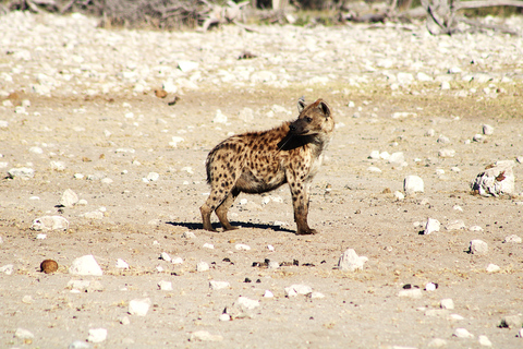 From Windhoek: 12-Day Namibia Camping Trip