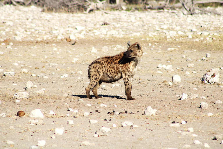 From Windhoek: 12-Day Namibia Camping Trip