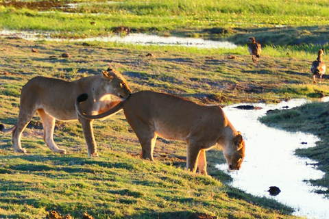 Vanuit Johannesburg: 6-daagse luxe Kruger Park safari
