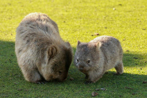 Maria Island National Park Wildlife & Scenic Day Tour