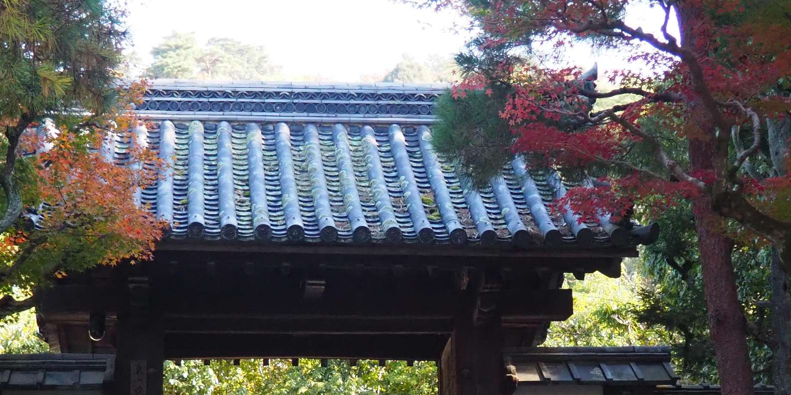 Kyoto experience — temples, geisha, bamboo grove — image 67