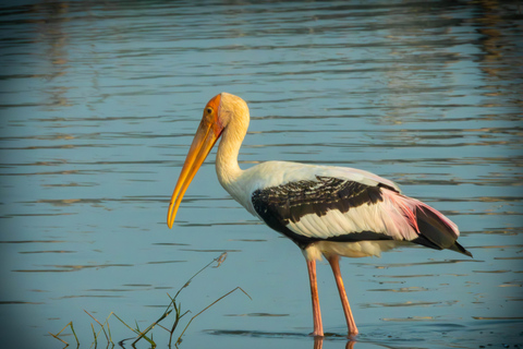 Yala: Expert Naturalist Safari, All-Inclusive & Dining Colombo, Katunayake, Negambo Area