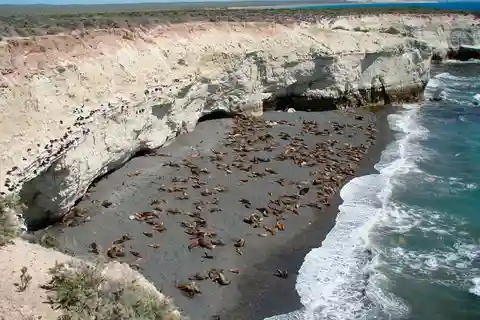 Puerto Madryn: Stadsrondleiding met zeeleeuwen 3 uur durende tour