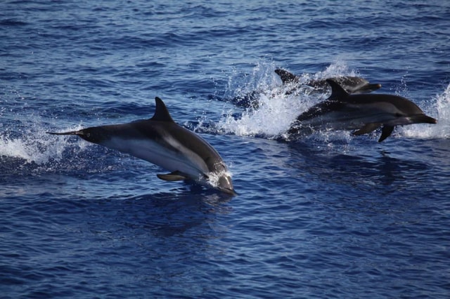 Zanzibar: Mnemba Island Snorkeling and Dolphin Tour
