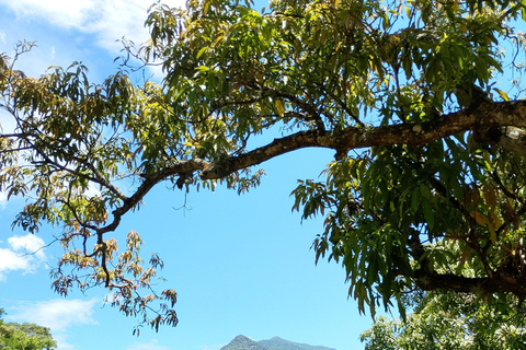 Cairns: Daintree Rainforest & Cape Tribulation Minibus Tour Cairns CBD Hotel Pickup