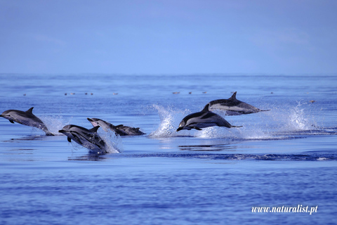 UNIQUE Whales and Volcanoes, 2 Half Days, Faial, Azores