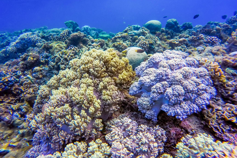 KhaoLak: Similan Islands Lazy Morning Snorkeling Catamaran