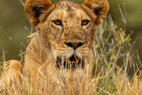 Arusha: 2-Day Tarangire & Lake Manyara Tanzania Safari Arusha: Private Day Trip to Tarangire National Park