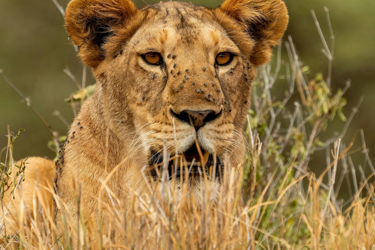 Arusha: 2-Day Tarangire & Lake Manyara Tanzania Safari Arusha: Private Day Trip to Tarangire National Park