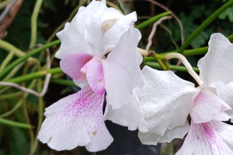 NADI: Garden Of Sleeping Giant & Tifajek Mudpool & Hotspring Shangri-La's Fijian Resort and Spa / Gecko Resort Pickup