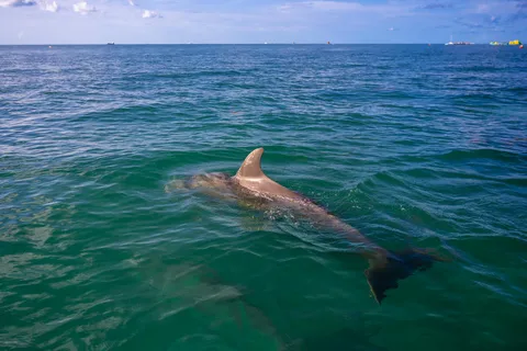 Dolphin Snorkel & Sandbar Key West