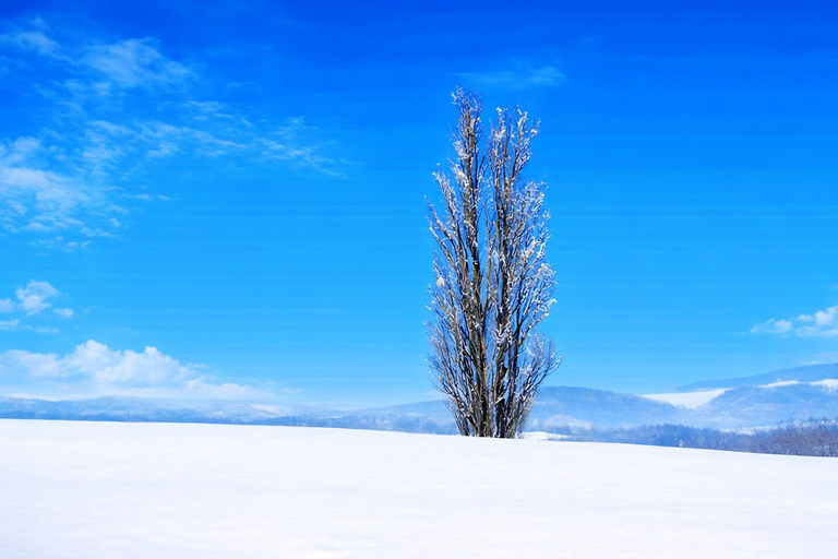 Sapporo 2-Month Special:Asahiyama Zoo & Snowy Landmarks Tour 8:10 am meet at JR Sapporo Station North exit