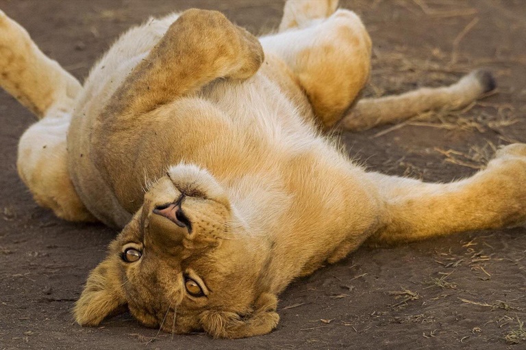 Arusha: Safari di 4 giorni al Lago Manyara, Serengeti e Ngorongoro