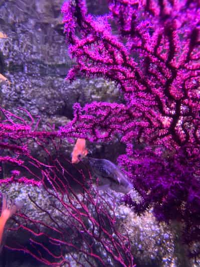 Paris: Aquarium de Paris, A Dive into the Deep Blue Wonder
