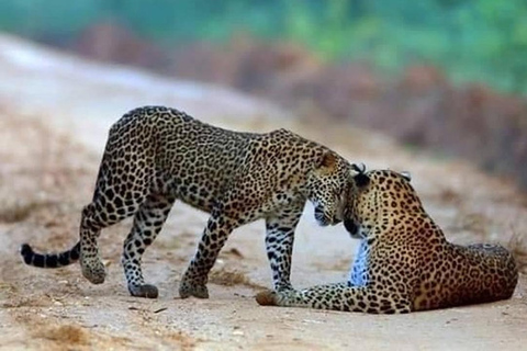 From Colombo: Wilpattu Leopard Safari Private Tour Wilpattu Leopard Safari Private Day Tour