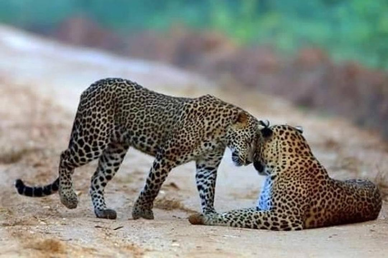 From Colombo: Wilpattu Leopard Safari Private Tour Wilpattu Leopard Safari Private Day Tour