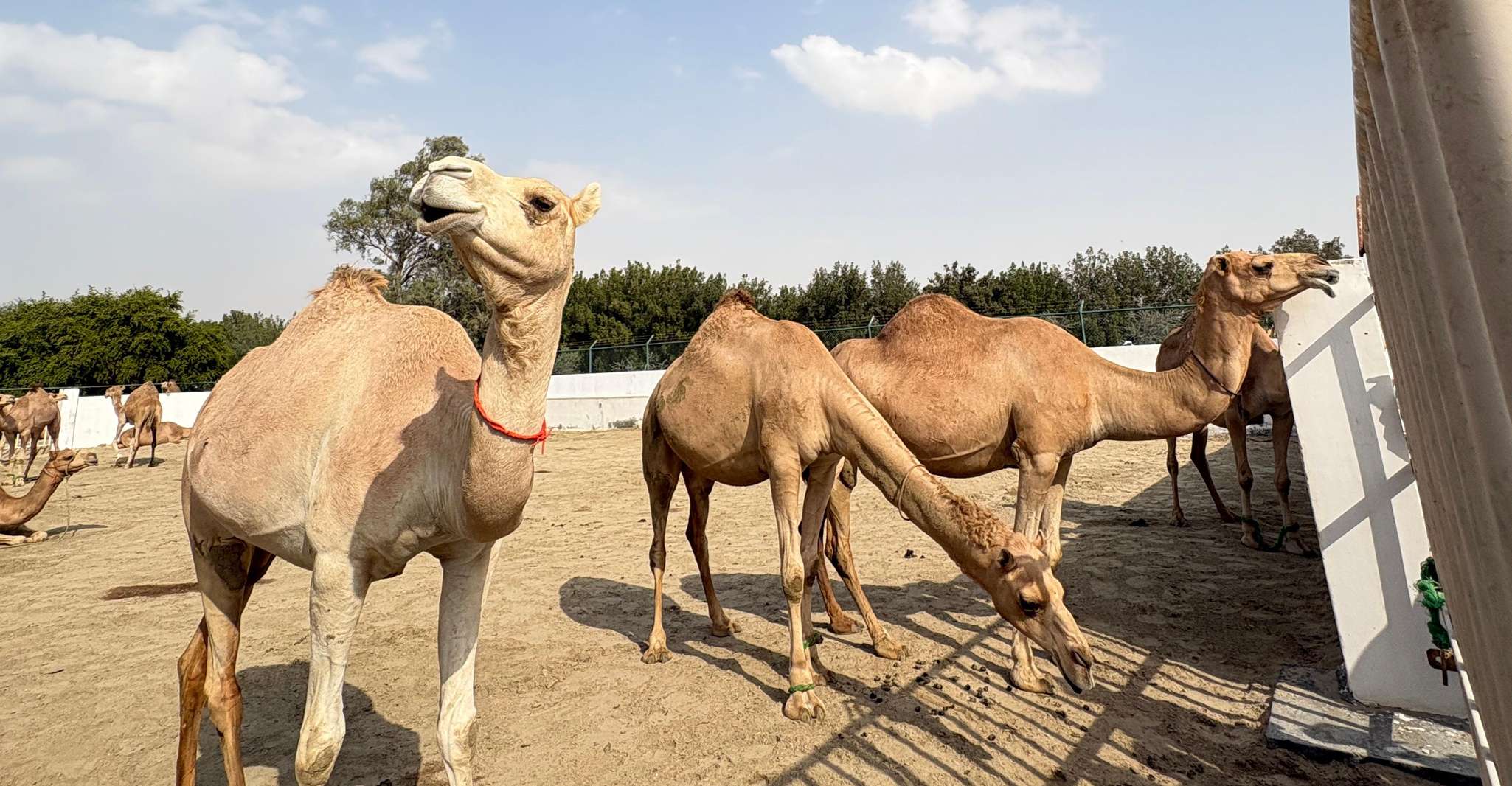 Bahrain in a Day from City Lights to Desert Landscapes photo 10