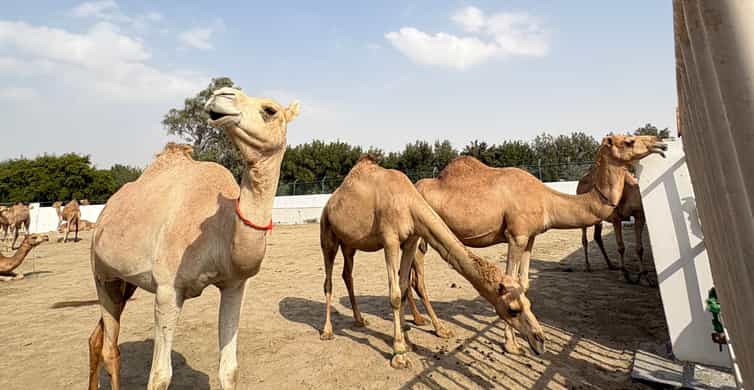 Bahrain in a Day from City Lights to Desert Landscapes photo 10