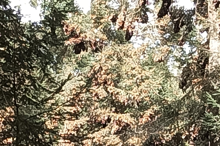 Mexico : visite du sanctuaire des papillons monarques avec transfert