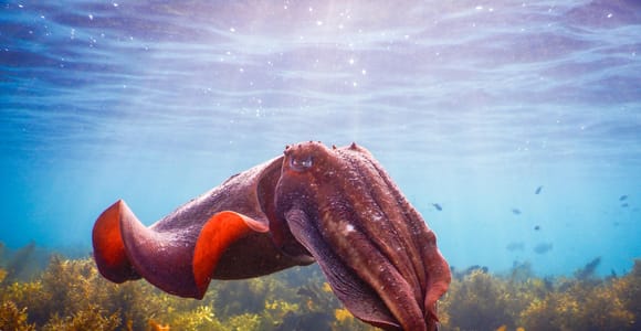 Snorkel Sydney’s Stunning Marine Reserve on a Private Tour