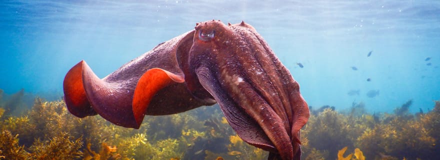 Snorkeling dans la magnifique réserve marine de Sydney