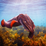 Snorkel Sydney’s Stunning Marine Reserve on a Private Tour