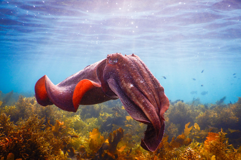 Tour di snorkeling: Scopri la straordinaria vita marina di Sydney