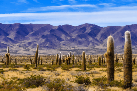 Flavors of Altitude, experience Cachi and Hornocal in 2 days Flavors of Altitude, experience Cachi and Hornocal in two days