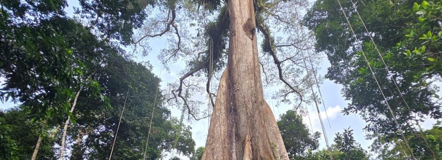 Iquitos : excursion d'une journée en Amazonie avec observation de la faune sauvage