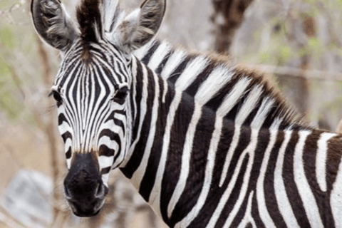 2-Day Sabi Sands Big Five Safari from Johannesburg