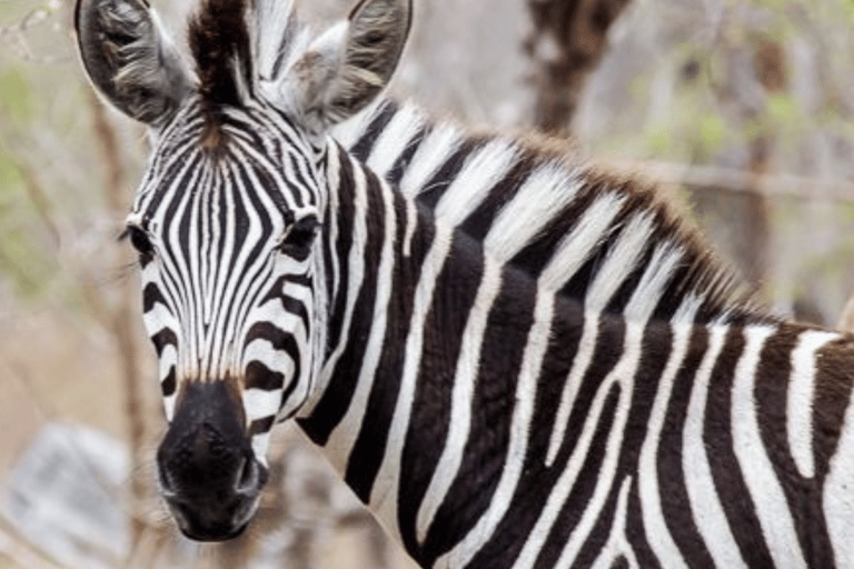 2-Day Sabi Sands Big Five Safari from Johannesburg