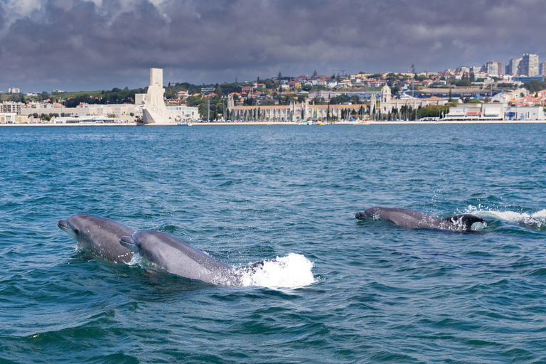 Lisboa: Passeio de barco para observação de golfinhosLisboa: Passeio de Barco para Observação de Golfinhos