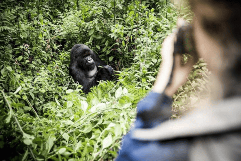 From Kigali: 1-Day Gorilla Trekking Volcanoes National Park From Kigali: 1-Day Gorilla Trekking in Uganda