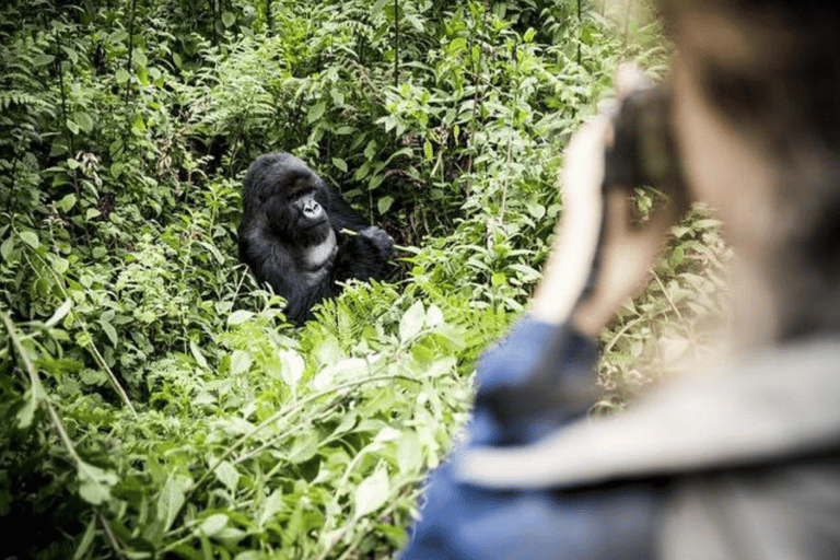 From Kigali: 1-Day Gorilla Trekking Volcanoes National Park From Kigali: 1-Day Gorilla Trekking in Uganda