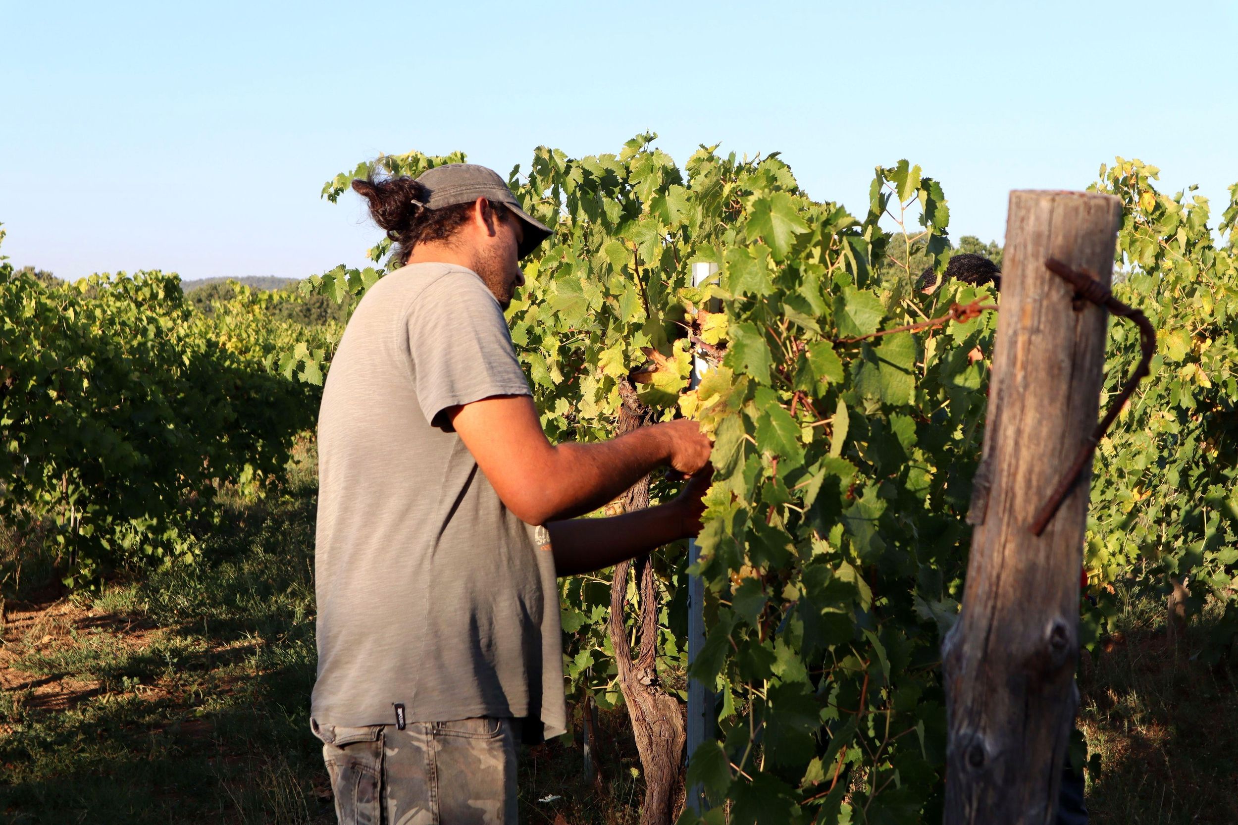 Sovana: Versuche dich als Winzer in den Weinbergen der Maremma mit Lunchbox