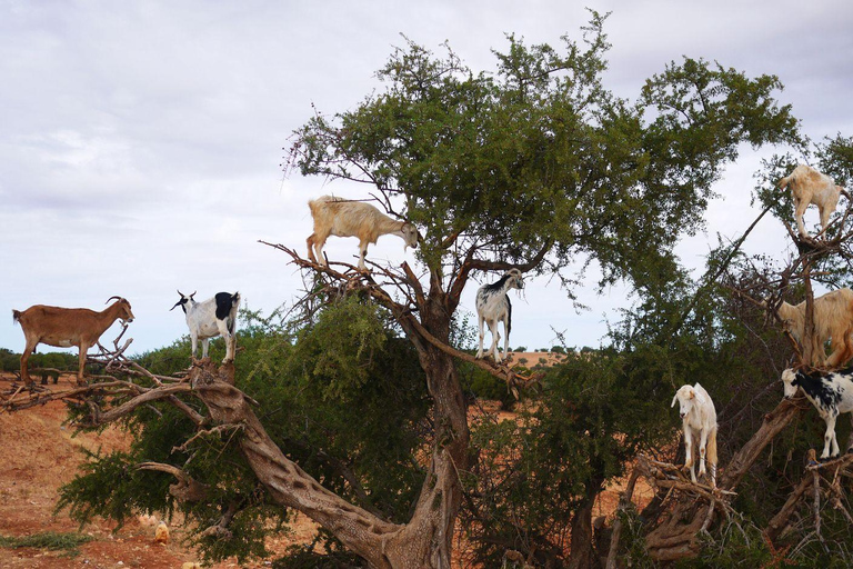 Agadir: Goats on Trees & Crocoparc Tour Goats on Trees & Crocoparc – Entry Ticket Included