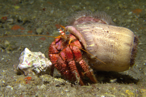 Menorca: Bautizo buceo desde barco con fotos incluidas