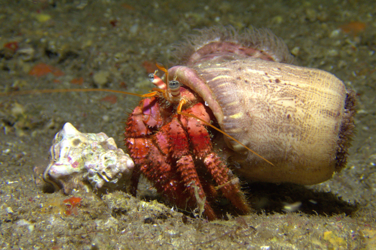 Menorca: Bautizo buceo desde barco con fotos incluidas